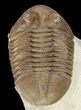 Asaphus Holmi Trilobite With Exposed Hypostome - Russia #89063-1
